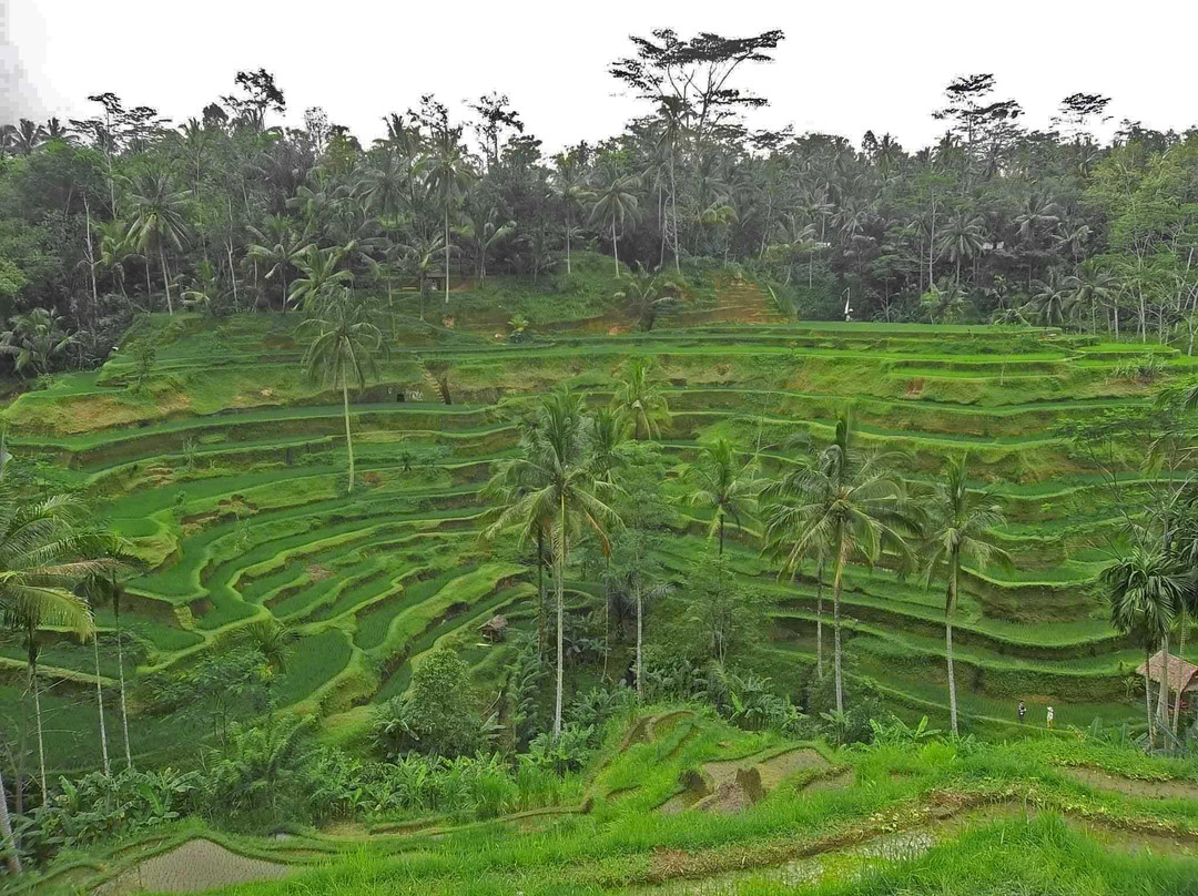 Bali Experience Tours-登巴萨必去景点