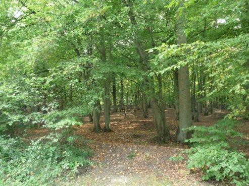 Forêt Domaniale de Rihoult景点图片