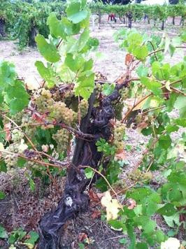 Mercury Wine景点图片