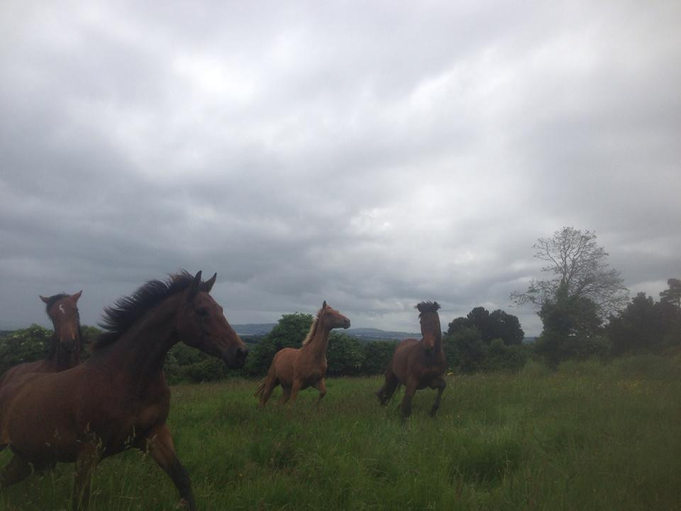 Bergin Equine-Wicklow必去景点