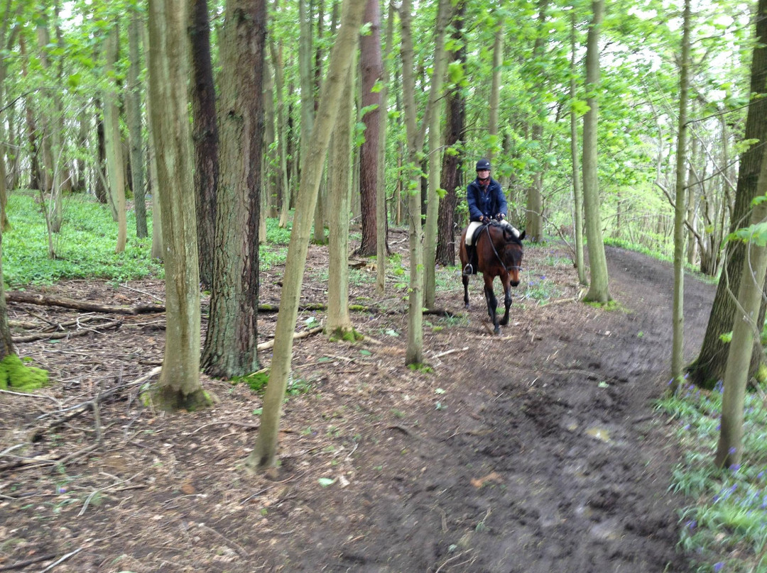 Horse Riding Surrey景点图片