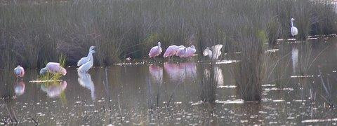 TGC at Pleasant Point Plantation景点图片