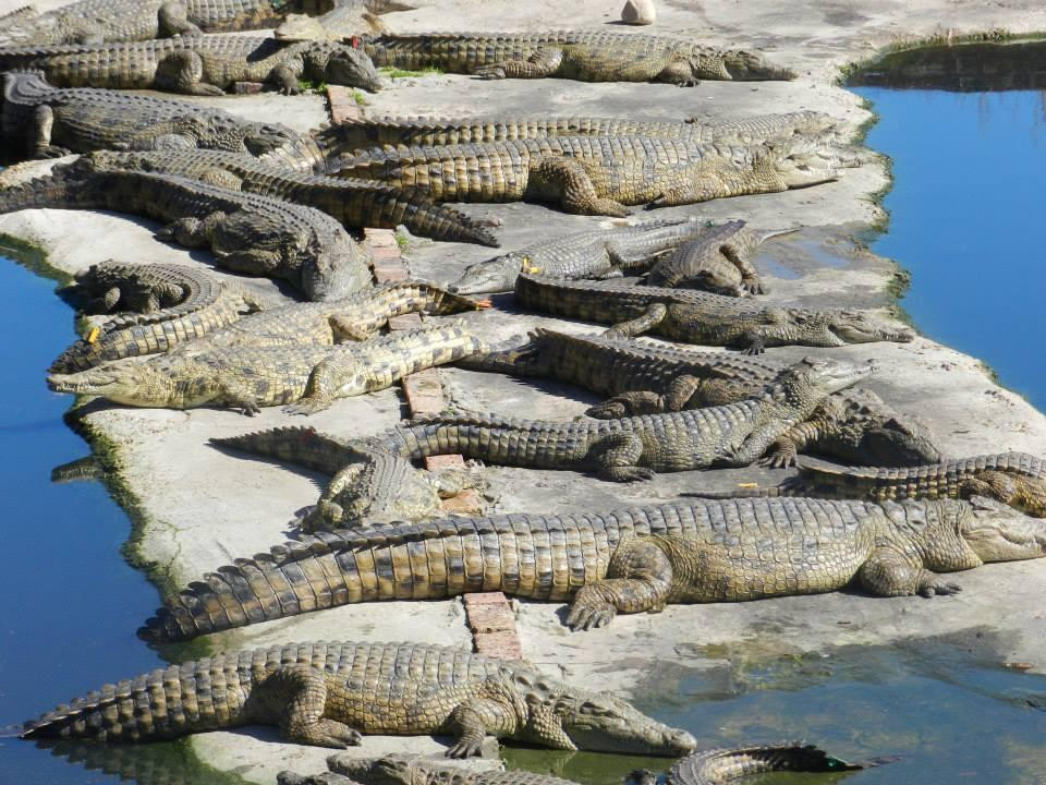 Le Bonheur Reptiles & Adventures-Simondium必去景点