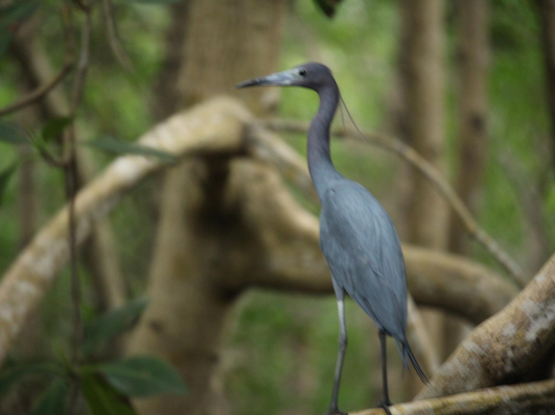 Madoo Bird Tours-Caroni必去景点