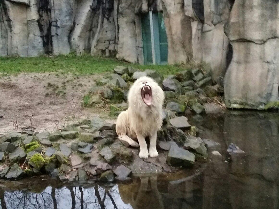 Ouwehands Zoo Rhenen-Rhenen必去景点