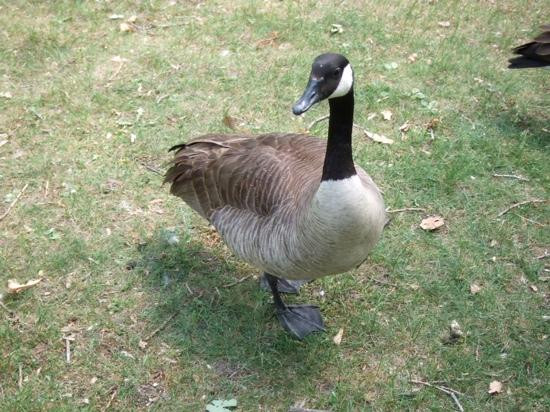 Kichi Zībī Mīkan-渥太华必去景点