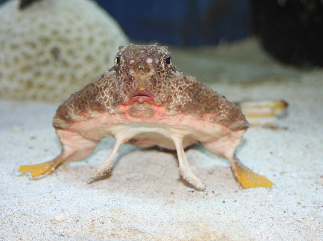 Tybee Island Marine Science Center-泰碧岛必去景点