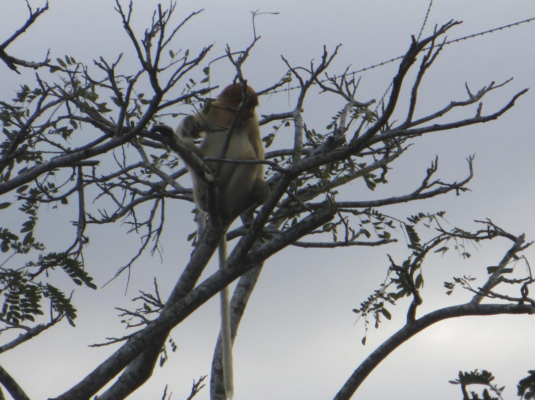 Lost Borneo Tours-亚庇必去景点