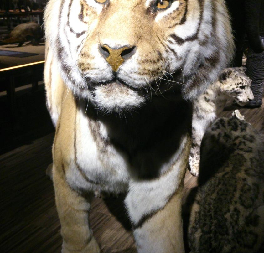 Musée d'histoire naturelle Fribourg-弗里堡必去景点