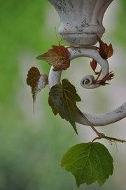 Podere L'Olmaia主图