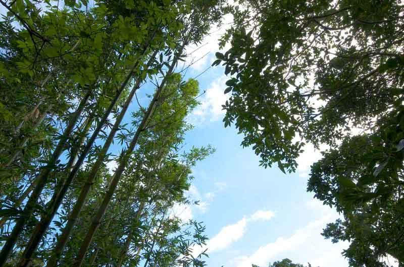Natural Stone Garden-本部町必去景点