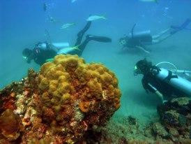 Divecenter Merlin-苏莎亚必去景点