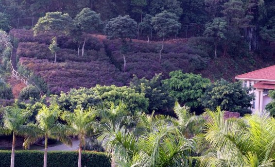 醉然居假日酒店主图