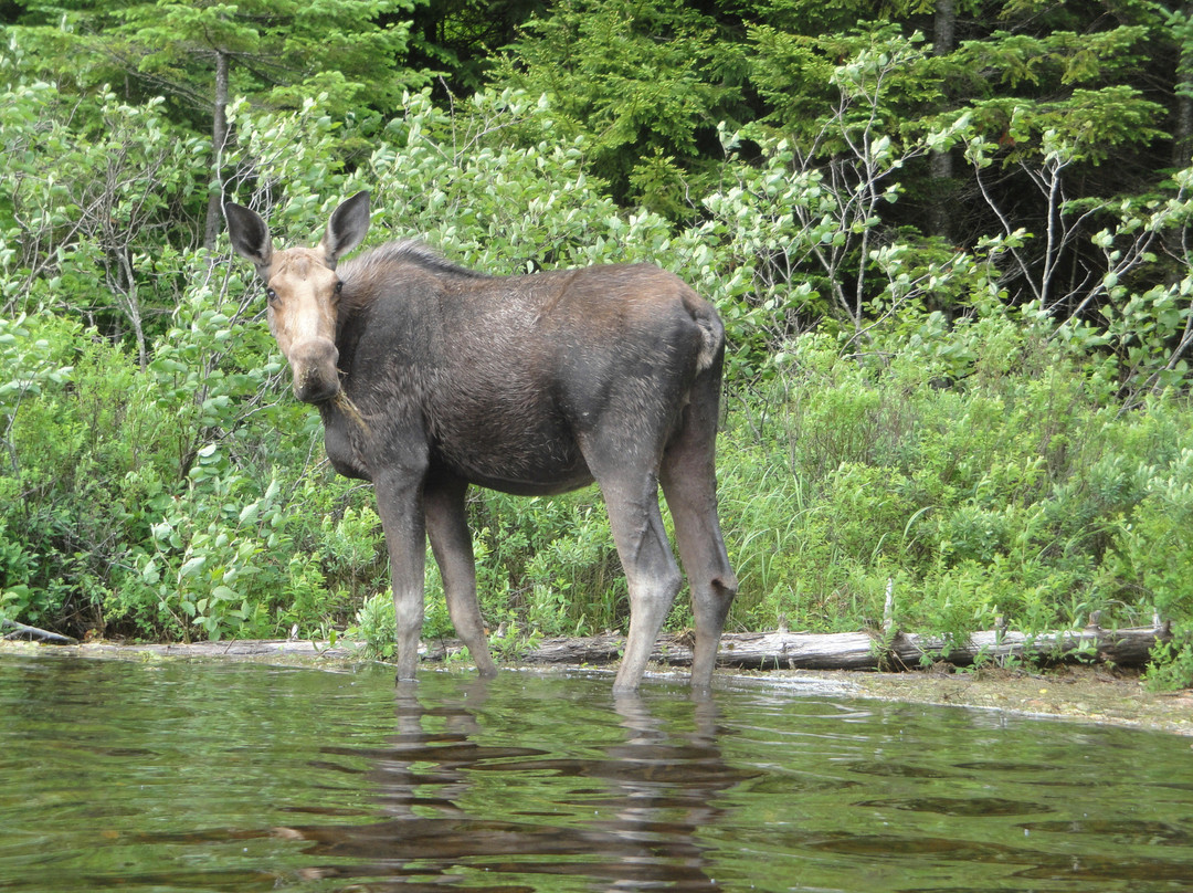 Fundy National Park景点图片