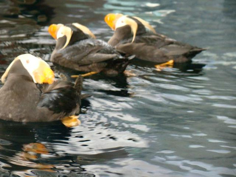 Alaska Fjord Charters-苏厄德必去景点