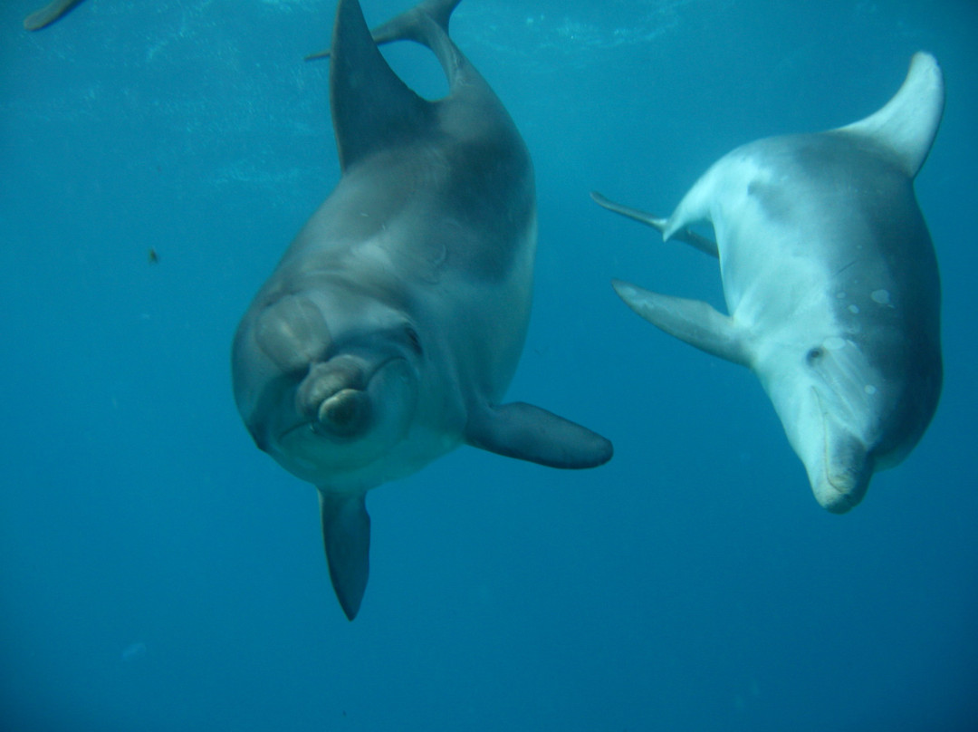 Moonraker Dolphin Swims景点图片