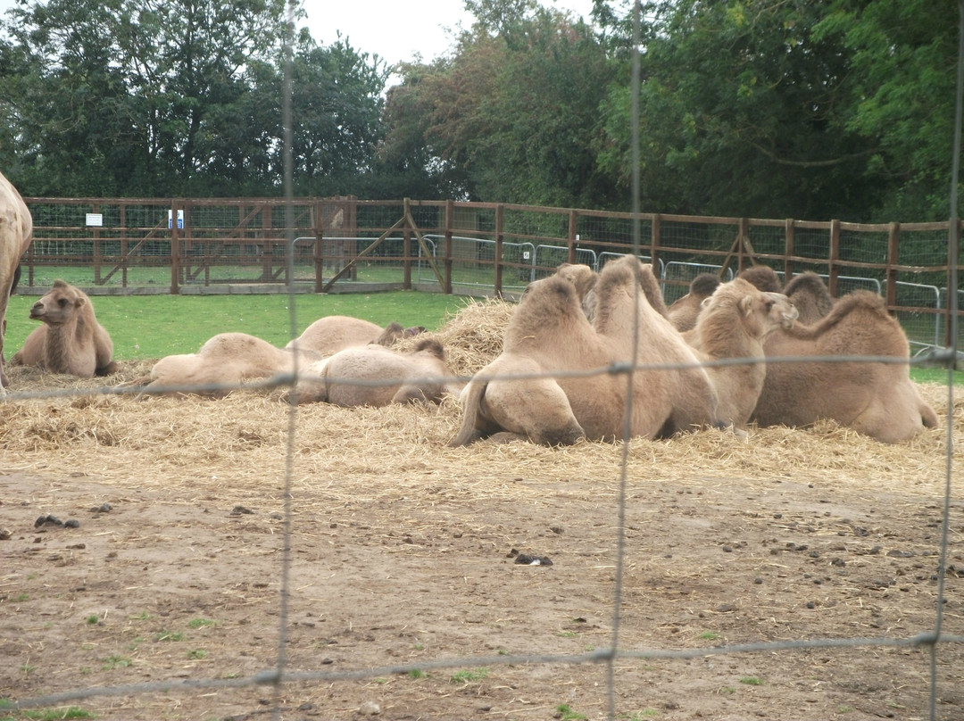 Oasis Camel Park景点图片