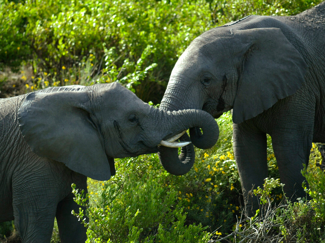 Earthstompers Adventures-开普敦中心区必去景点
