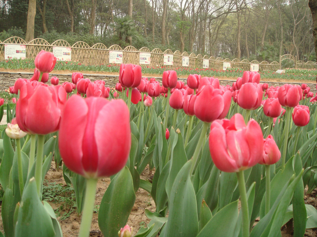 中科院植物园-武汉市必去景点