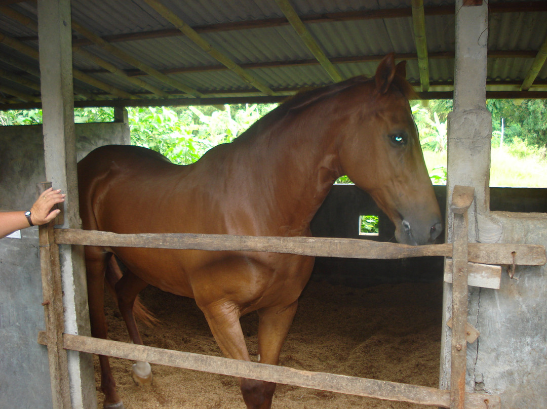 Kuda P Stables-达巴南必去景点