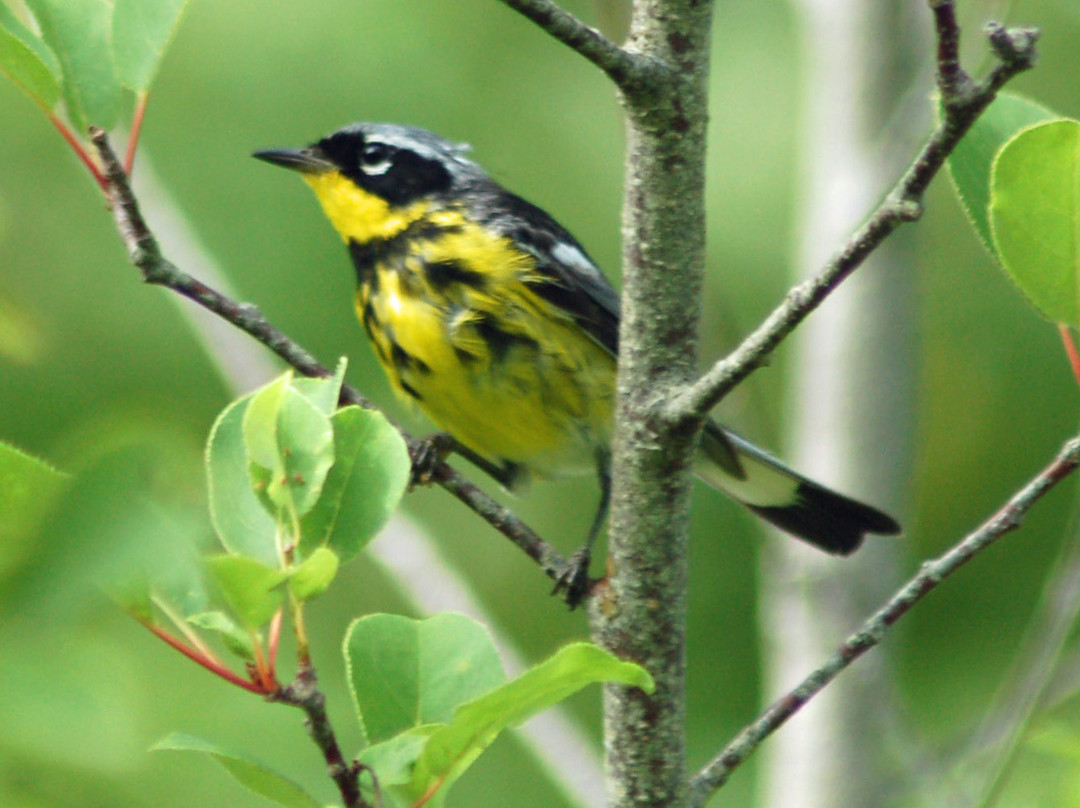 Down East Birdwatching and Nature Tours-巴港必去景点