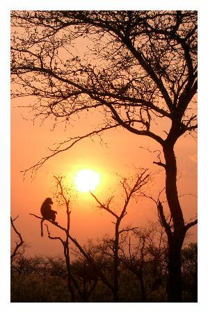 Harnas Wildlife Foundation-Gobabis必去景点