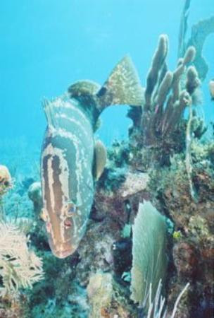 Bloody Bay Wall-Little Cayman必去景点