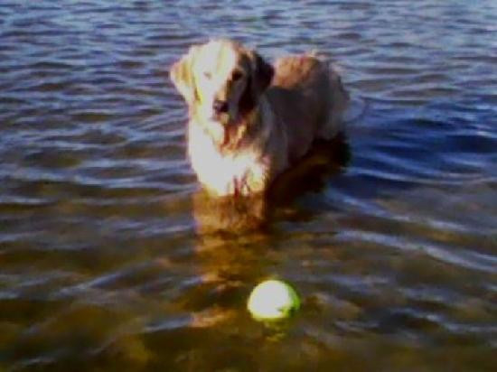 Dog Beach-迈尔斯堡海滩必去景点