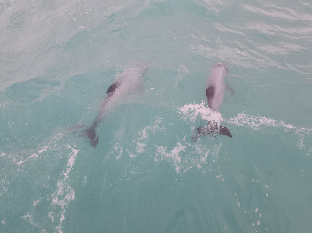 阿卡罗阿海豚观赏航行-阿卡罗阿必去景点