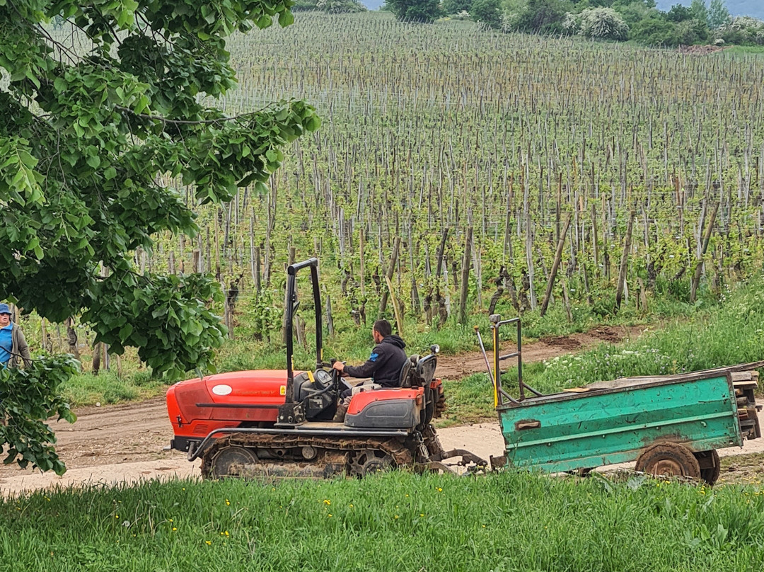 Domaine Du Bollenberg景点图片