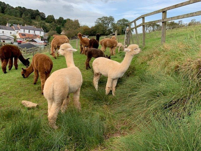 Alpaca Alpaca At Leven Valley景点图片