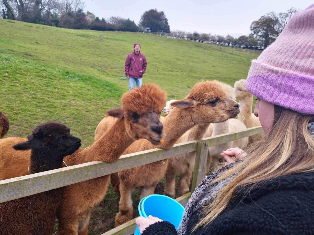 Alpaca Alpaca At Leven Valley景点图片