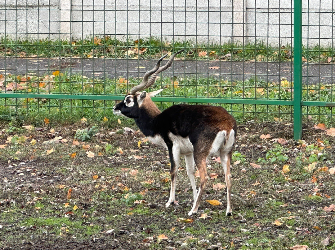 Oradea Zoo景点图片