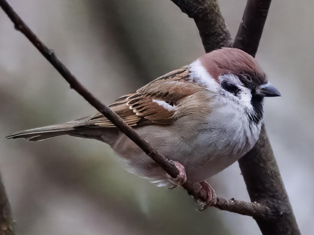 Foulshaw Moss Nature Reserve景点图片