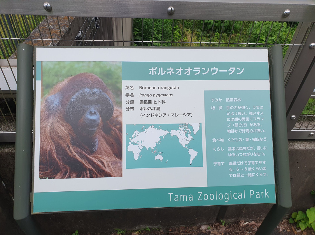 Tama Zoological Park-日野市必去景点