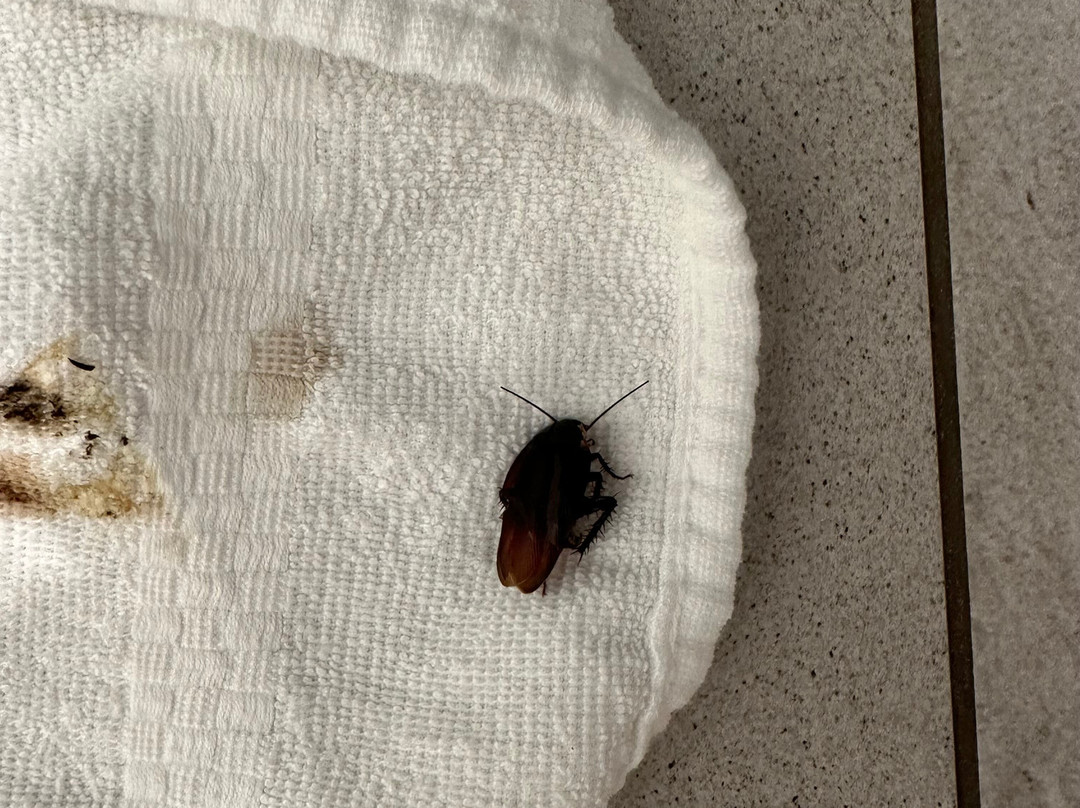 Fairfield Inn & Suites Raleigh Wake Forest主图