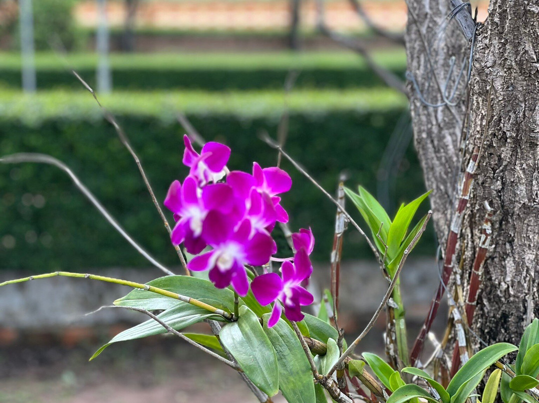 Vipassana Dhurak Buddhist Centre of Kingdom of Cambodia-乌栋必去景点