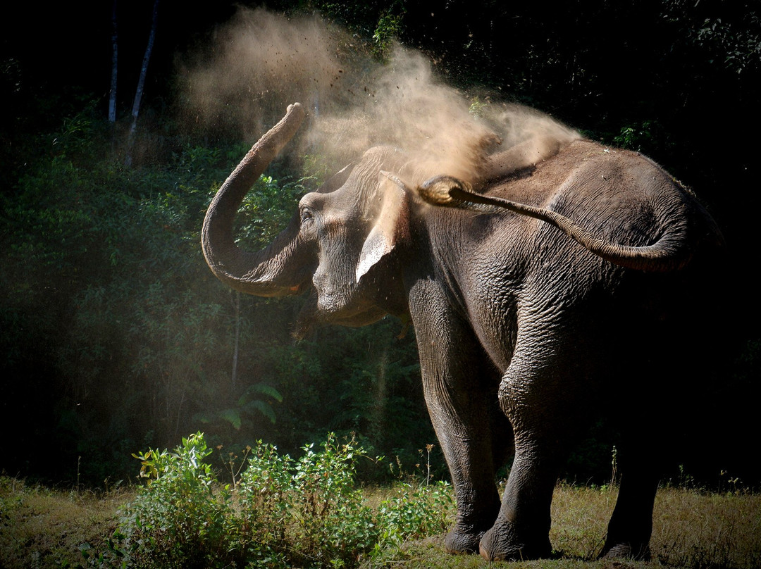 Blue Daily Elephant Care Sanctuary景点图片