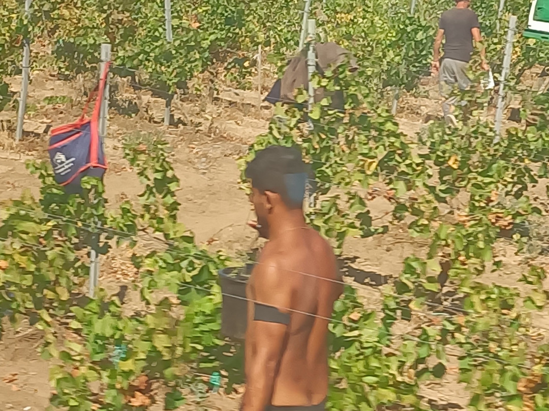 Murfatlar Winery-Murfatlar必去景点