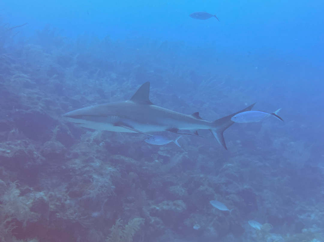 Entre Mares Dive Center景点图片
