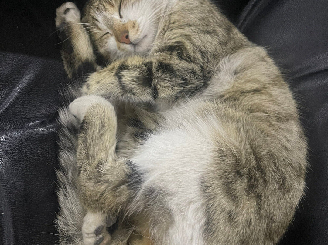 Karakocan Hanedan Hotel