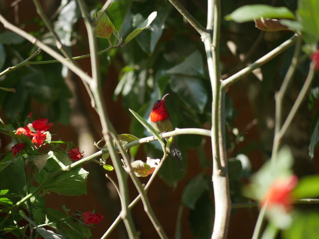 Innate Pension主图