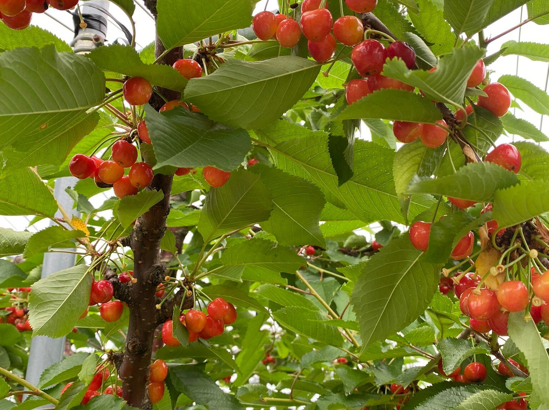 Sakuranboyama Kanko Firm-仁木町必去景点