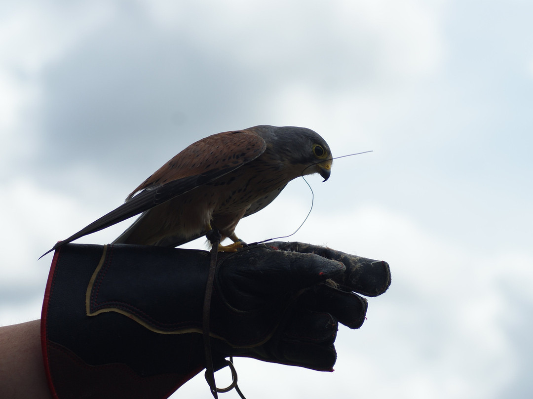 Suffolk Owl Sanctuary-Stonham Aspal必去景点