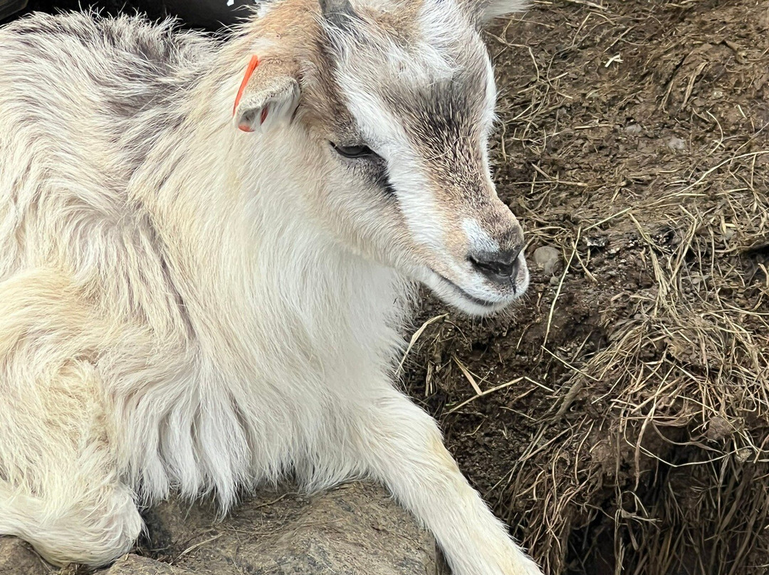 Haafell Goats and Roses-Reykholt必去景点