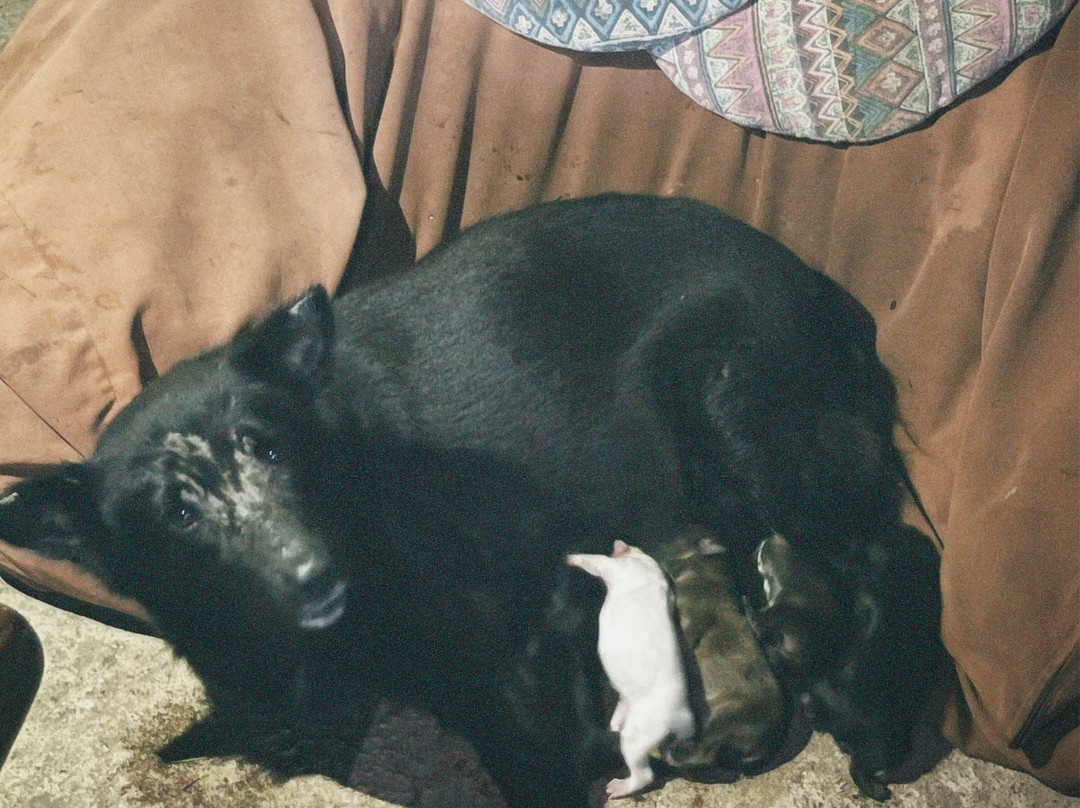 Sanctuaria Treehouses Busuanga主图