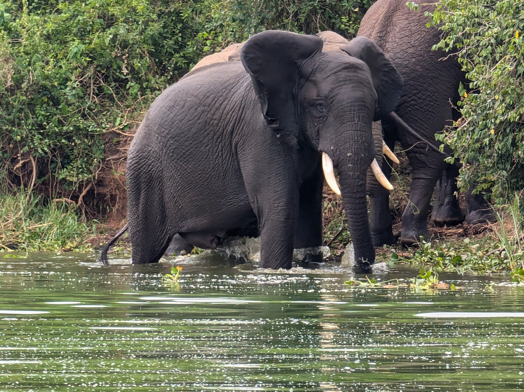 Honey Bear Bush Camp