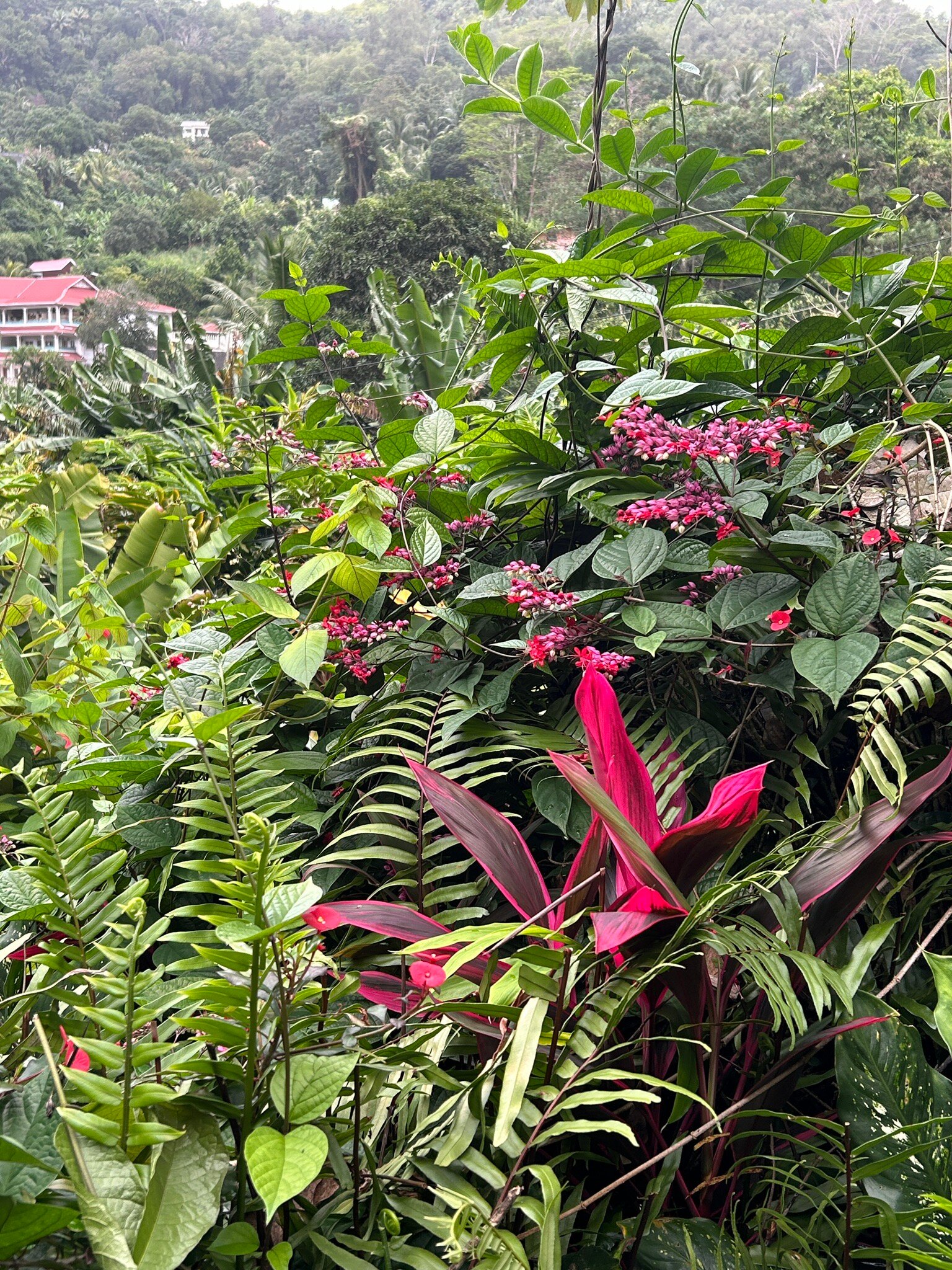Kot Man-Ya Exotic Flower Garden用户实拍