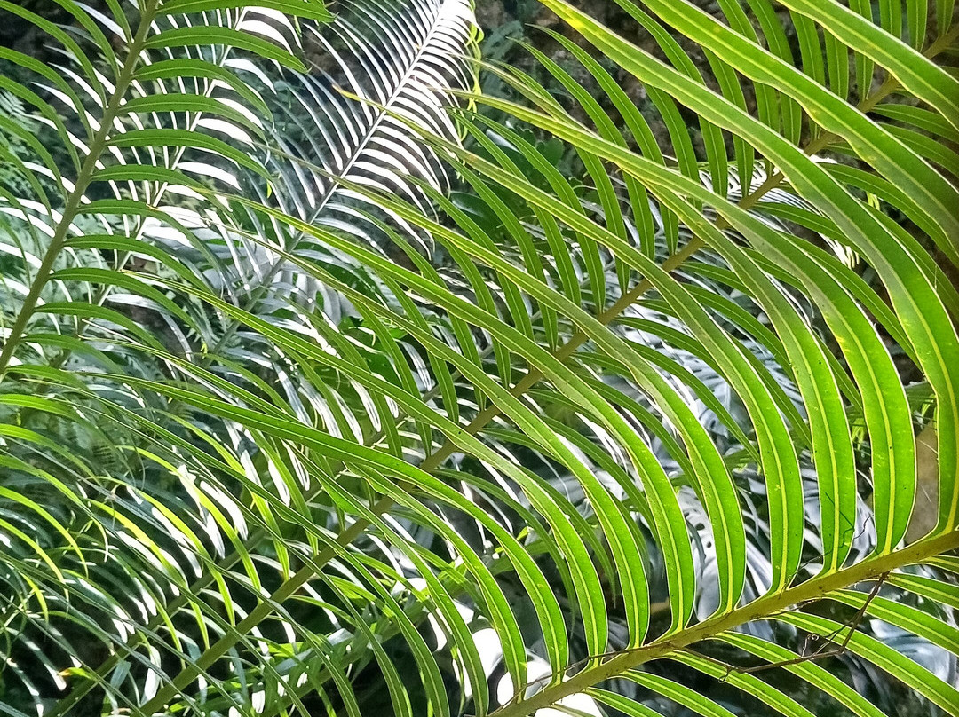 Jardim Botanico景点图片