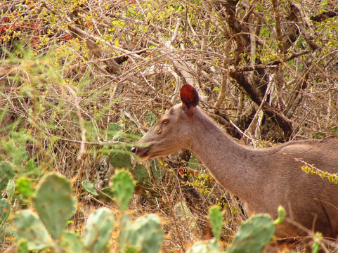 Yala Safari Team-蒂瑟默哈拉默必去景点